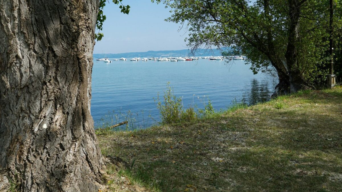 Trees frame a view of a calm lake.