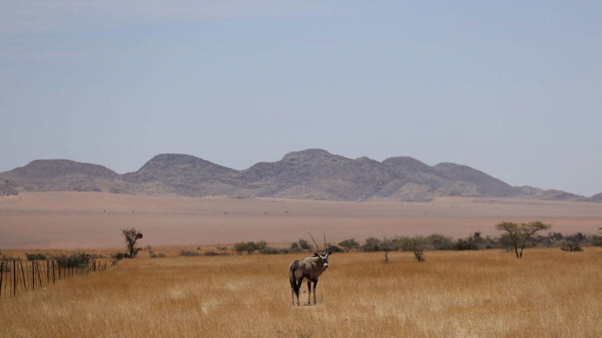 A couple of animals that are standing in the grass