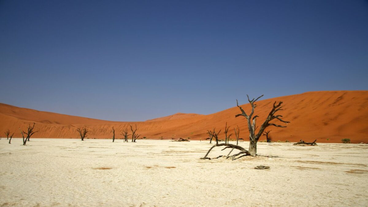 a lone tree in the middle of a desert