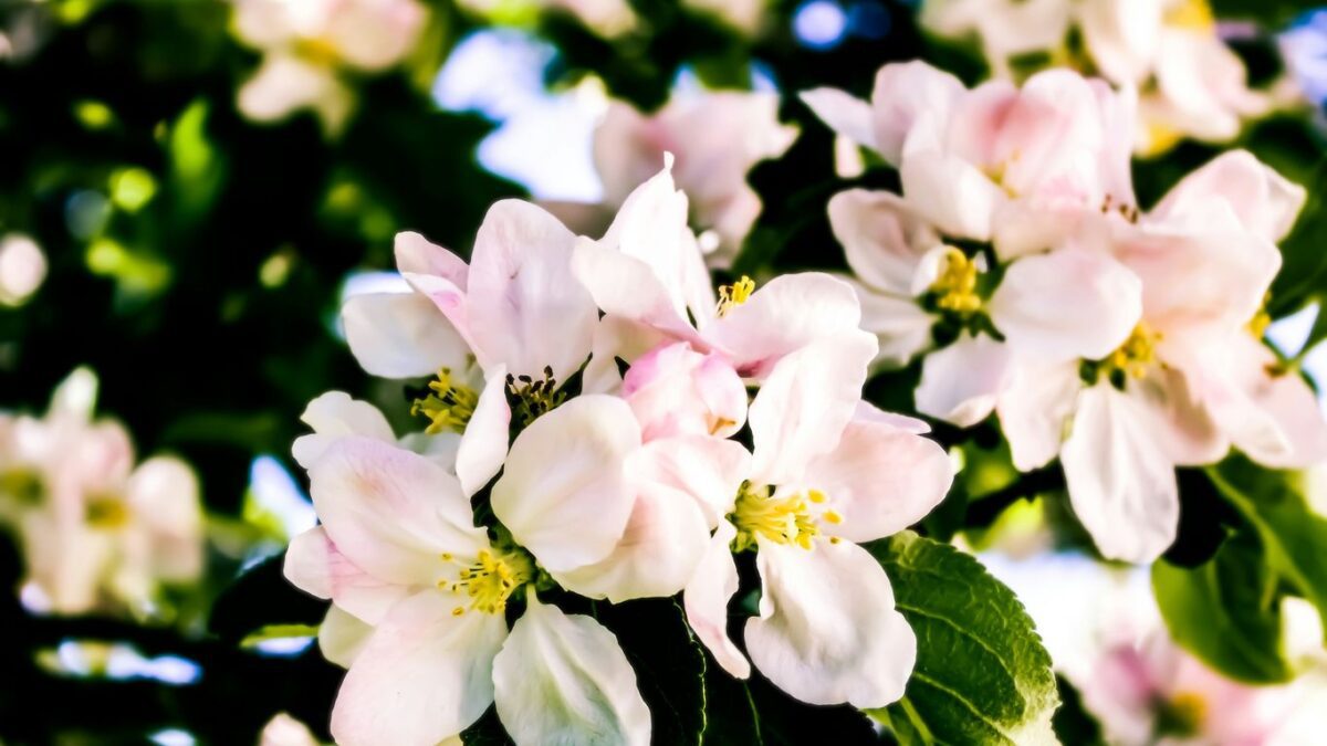 a bunch of flowers that are on a tree