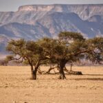 a tree in the middle of a desert with mountains in the background