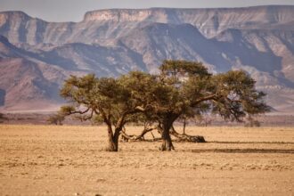 a tree in the middle of a desert with mountains in the background