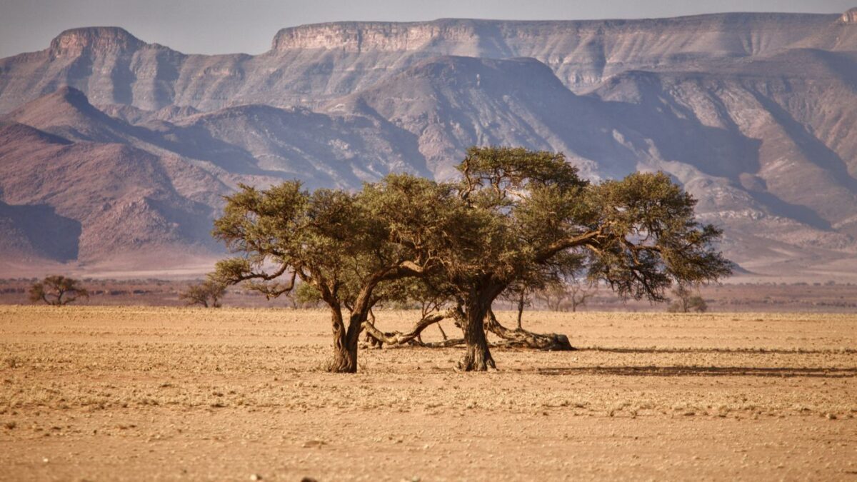 a tree in the middle of a desert with mountains in the background